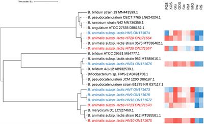 Whole-genome resequencing and transcriptional profiling association analysis revealed the intraspecies difference response to oligosaccharides utilization in Bifidobacterium animalis subsp. lactis